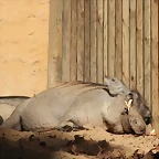 Zoo de Barcelona 16-10-11 073