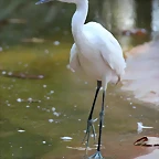 Zoo de Barcelona 16-10-11 013