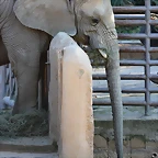 Zoo de Barcelona 16-10-11 127