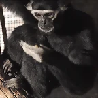 Zoo de Barcelona 16-10-11 386