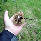 DSCN5306