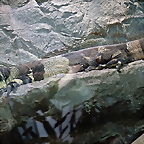 Varanus varius 'Bell's phase' (17-9-21 Haus des Meeres)