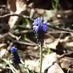 Ag?elicos (Muscari neglectum)