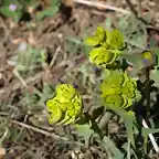 Euphorbia pubescens
