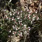 Tomillo Thymus vulgaris)