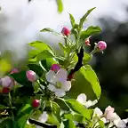 09, cerezo en flor, marca