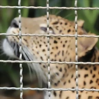 Zoo de Barcelona 22-08-11 184_resize