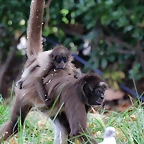 Zoo de Barcelona 22-08-11 452