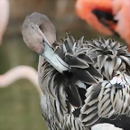 Zoo de Barcelona 22-08-11 419_resize
