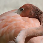 Zoo de Barcelona 22-08-11 169_resize