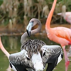 Zoo de Barcelona 22-08-11 416