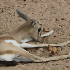 Zoo de Barcelona 22-08-11 090_resize