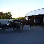 Amish