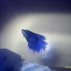 betta02