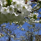 Navafría: primavera verano 2006 13