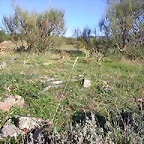 Campo en agosto