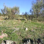 Campo en agosto 2