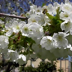 Navafría: primavera verano 2006 15