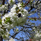 Navafría: primavera verano 2006 17