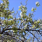 Navafría: primavera verano 2006 5