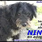 NINFA cartel