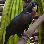 Pionus chalcopterus 3 (6-10-23 Bioparque Amaru)