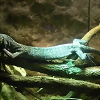Varanus macraei (11-8-13 Zoo de Plzen)