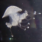 Phyllorhiza punctata 2 (21-8-11 Berlin Zoo-Aquarium)