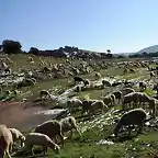 ovejas de fermn1