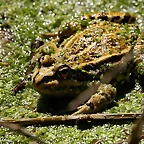 Zoo de Barcelona 03-04-11 372
