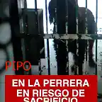 PIPO perrera de Mairena