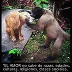 Orangutan besa a un perro