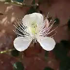 flor de la alcaparra