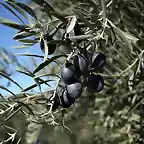 aceituna