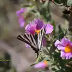 20, mariposa en flor, marca2