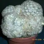 Mammillaria plumosa