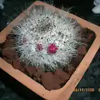 Mammillaria hahniana