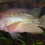 Oreochromis schweibischi (3-8-17 K?nig Museum)
