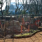 Zoo de Barcelona 09-02-11 253
