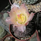 Tephrocactus geometricus