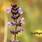 20, flor morada, marca