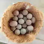 Huevos canarios hueros