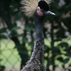 Zoo de Barcelona 04-08-2010 189