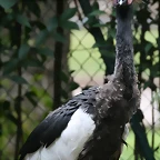 Zoo de Barcelona 04-08-2010 172