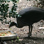 Zoo de Barcelona 04-08-2010 179