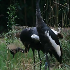 Zoo de Barcelona 04-08-2010 214