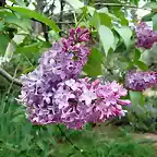 lilas