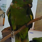 Amazona mercenaria