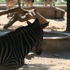 Zoo de Barcelona 02-07-2010 051