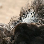 Zoo de Barcelona 498